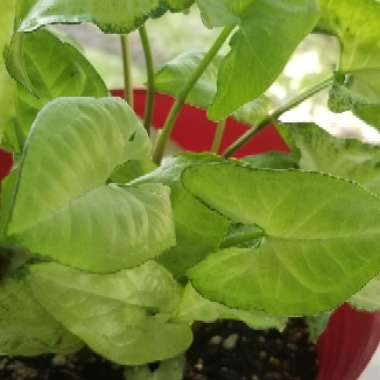 Arrowhead Vine 'Bronze'