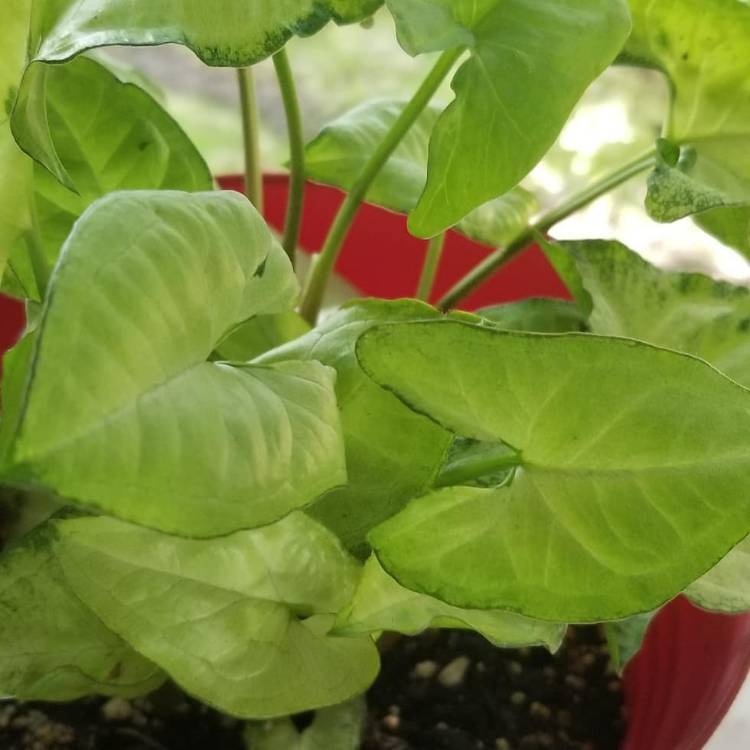 Plant image Syngonium podophyllum 'Bronze'