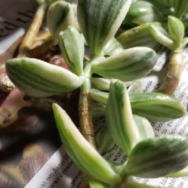 Tricolor Jade
