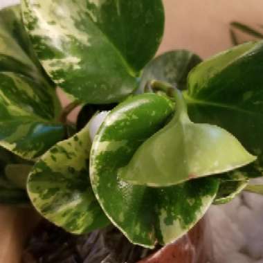 Baby Rubber Plant 'Golden Gate'
