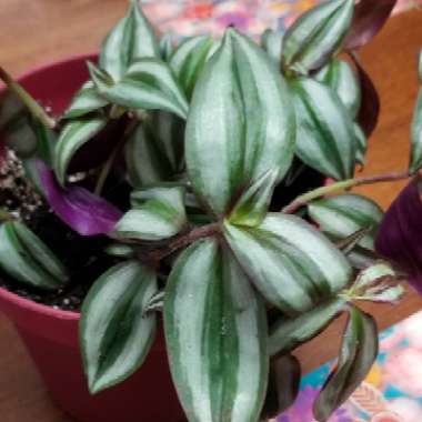 Silver Inch Plant