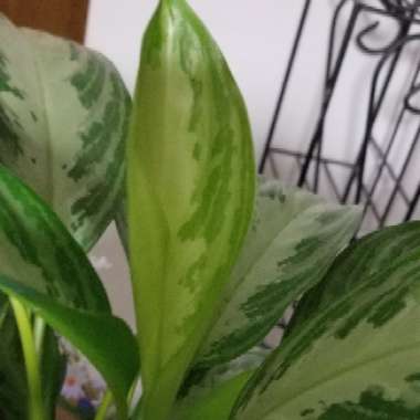 Chinese Evergreen