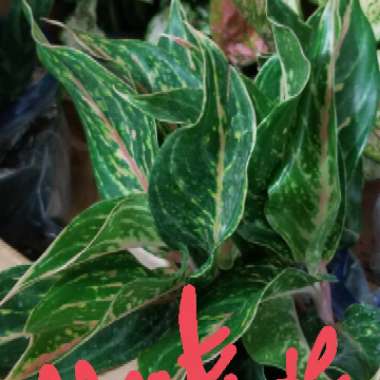 Chinese Evergreen