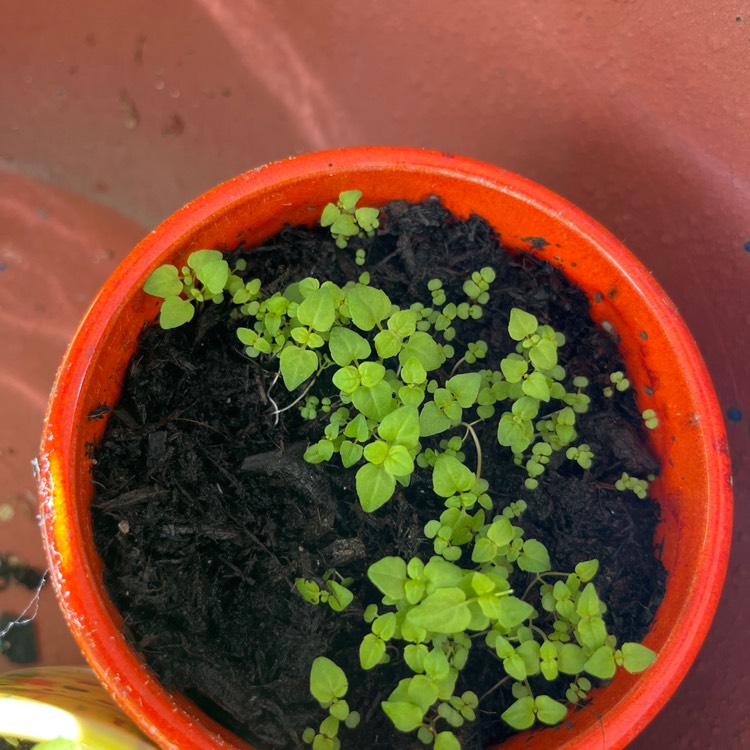Plant image Satureja hortensis