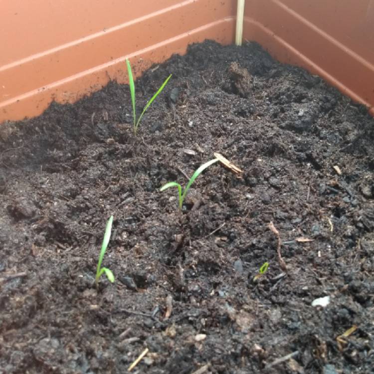 plant image 695367