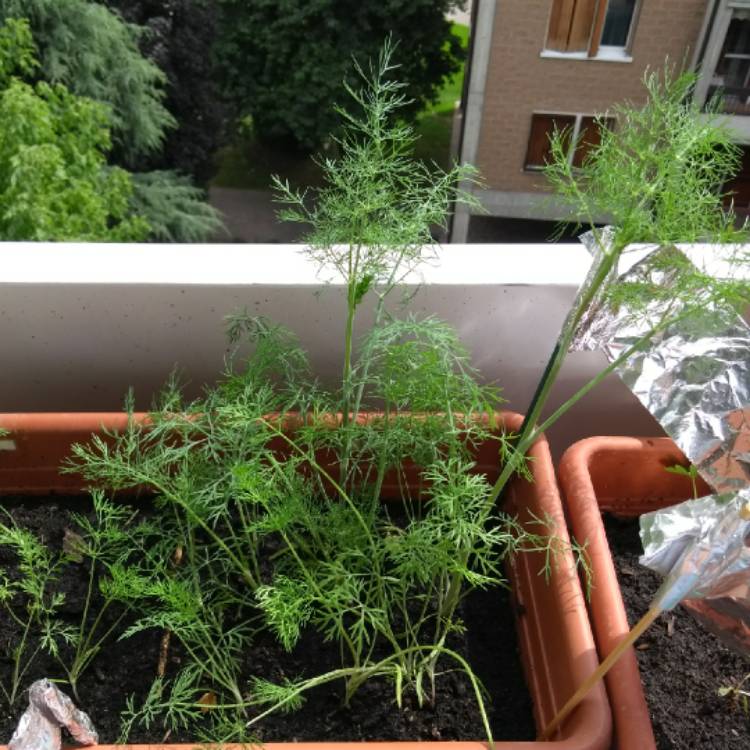 plant image 739402