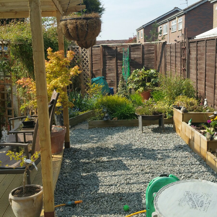 Patricia's garden