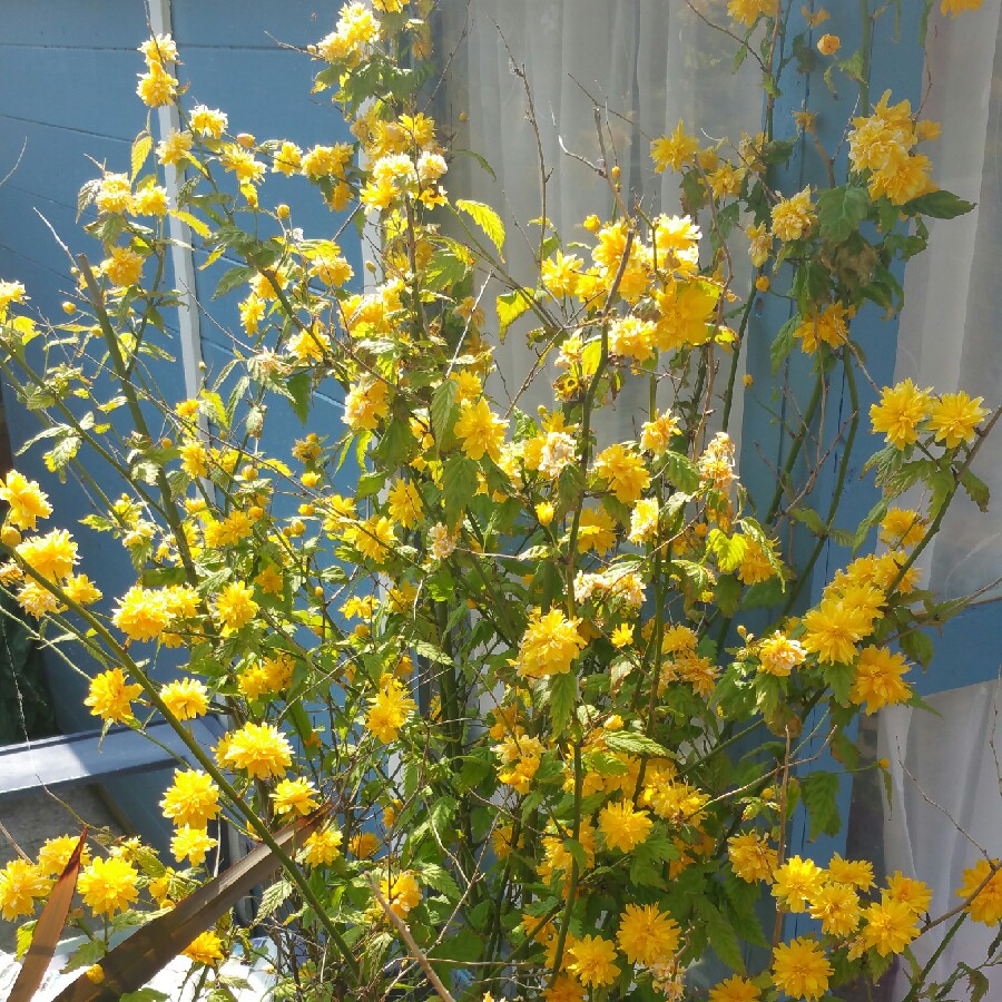 Patricia's garden