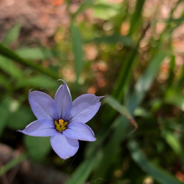 Plant image Sisyrinchium montanum