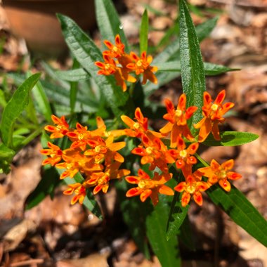 Orange Milkweed