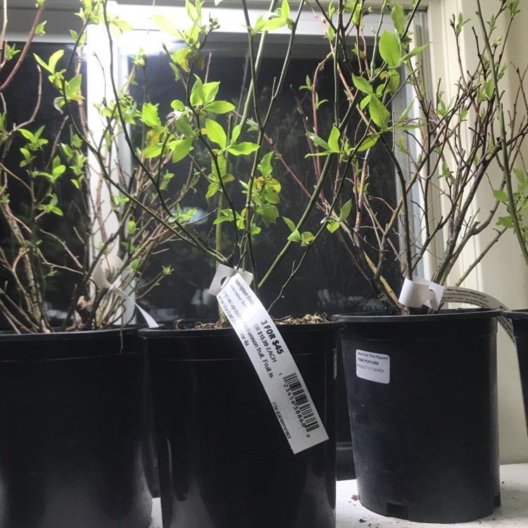 Plant image Vaccinium corymbosum 'Patriot'