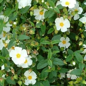 Plant image Cistus x cyprius var. ellipticus 'Elma'