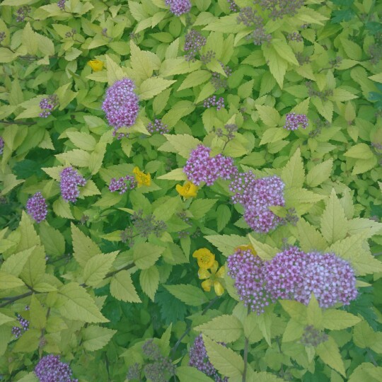 plant image 153538
