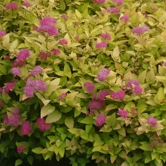 Plant image Spiraea japonica 'Goldmound'