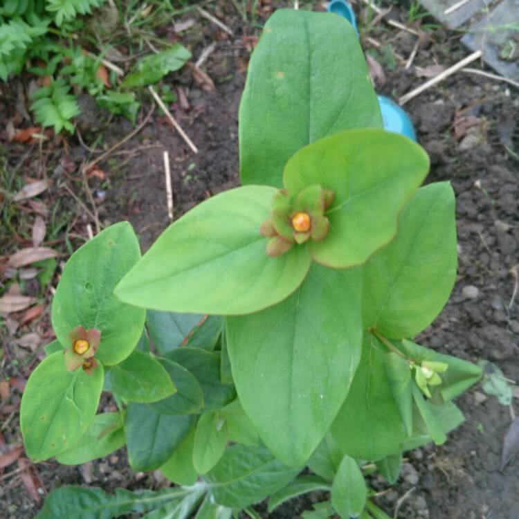 plant image 234226