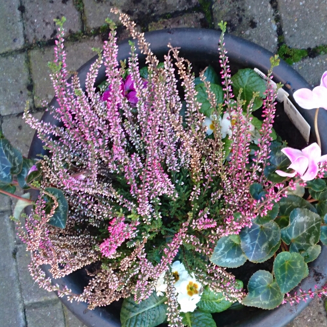 plant image 264960