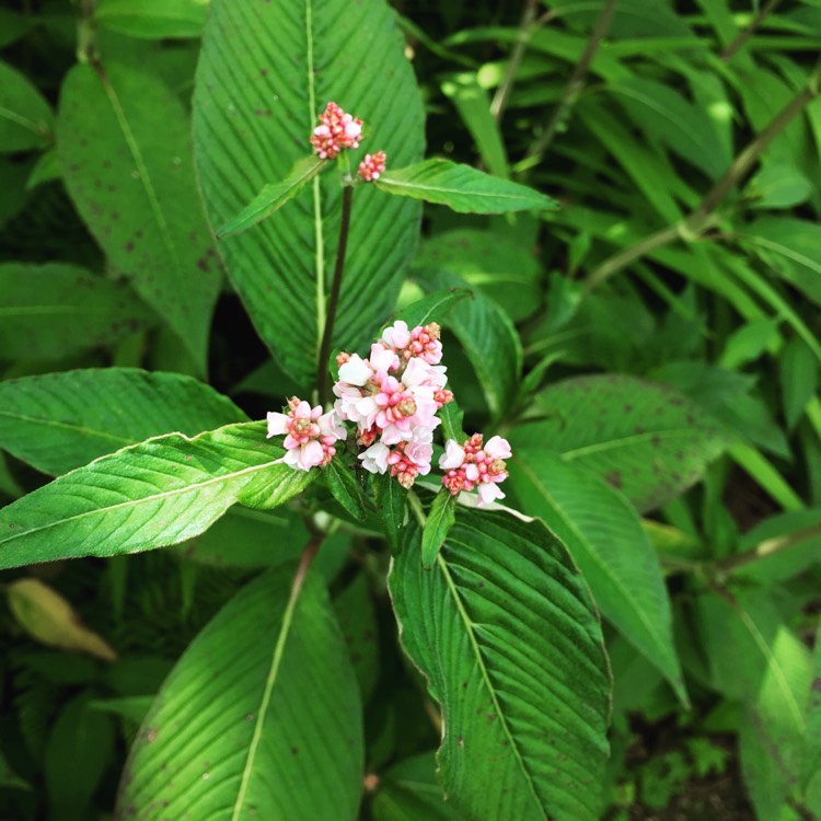 Plant image Persicaria campanulata 'Madame Jigard'