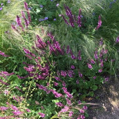 Phil's garden