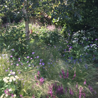 Phil's garden