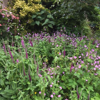 Phil's garden