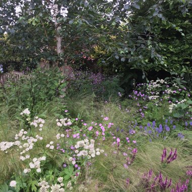 Phil's garden