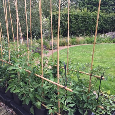 Phil's garden