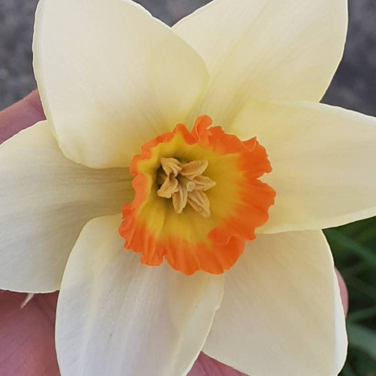plant image 1581198