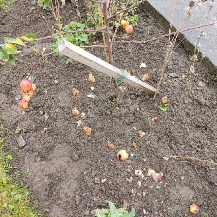 plant image 1638368