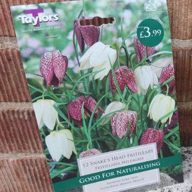 Snake's Head Fritillary