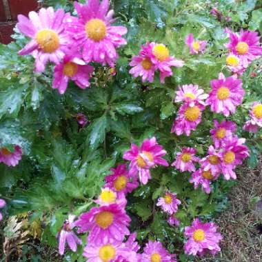 Chrysanthemum