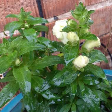 Snapdragon