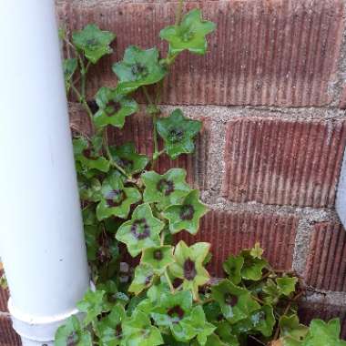 Cranesbill (Geranium)