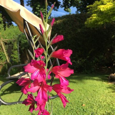 Philippa's garden