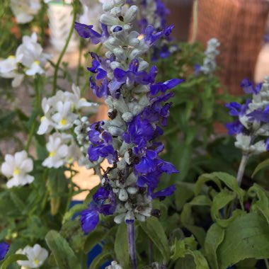 Philippa's garden