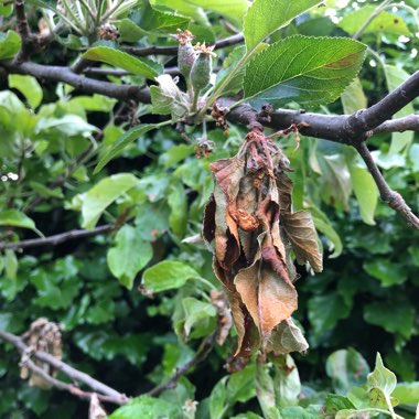 Apple 'Cox's Orange Pippin'
