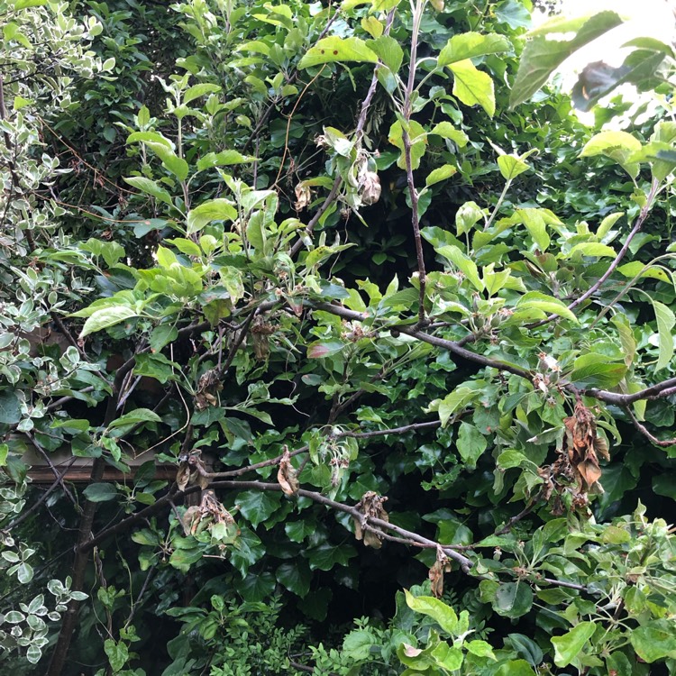 Plant image Malus domestica 'Cox's Orange Pippin'