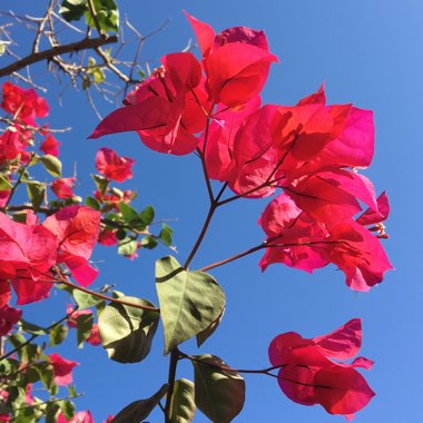 Bougainvillea