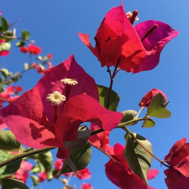 Bougainvillea