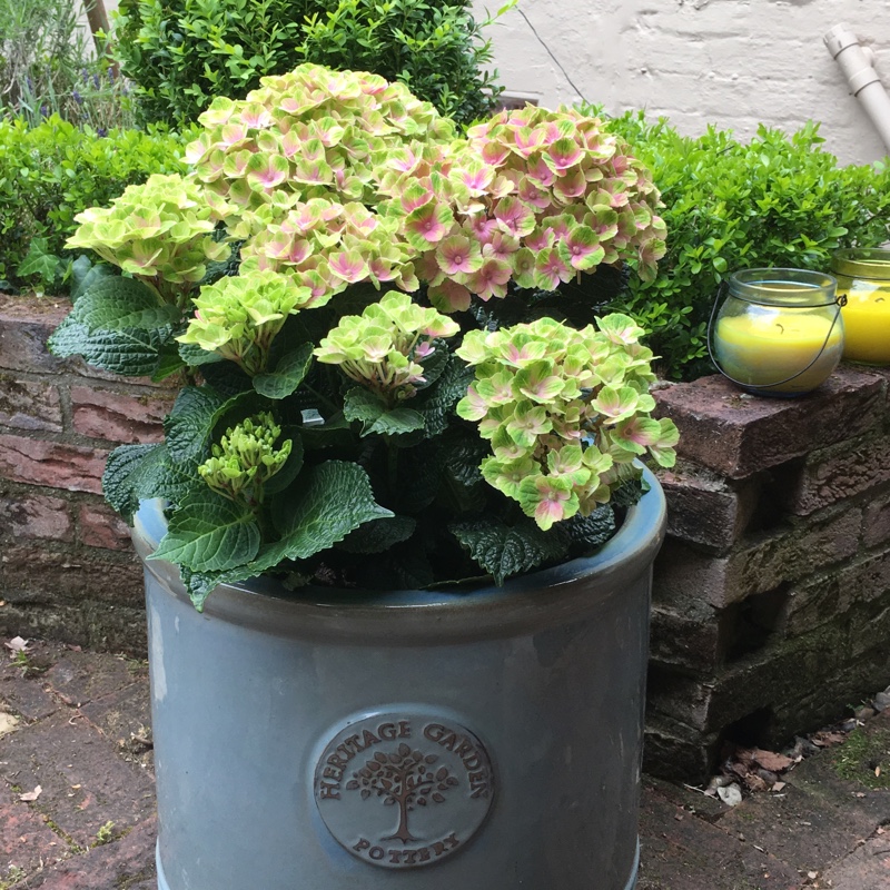 Plant image Hydrangea macrophylla 'Magical Amethyst'
