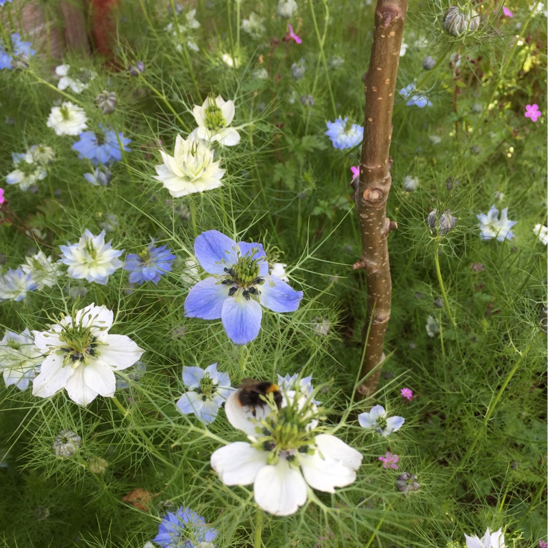 Plant image Nigella damascena 'Persian Jewels'