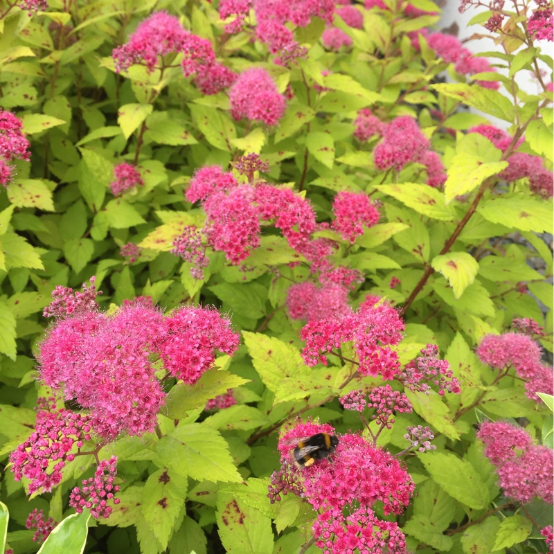 Plant image Spiraea japonica 'Magic Carpet'