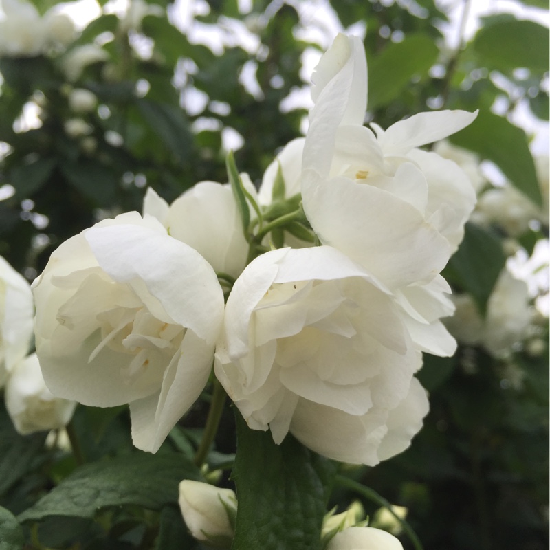 plant image 131100