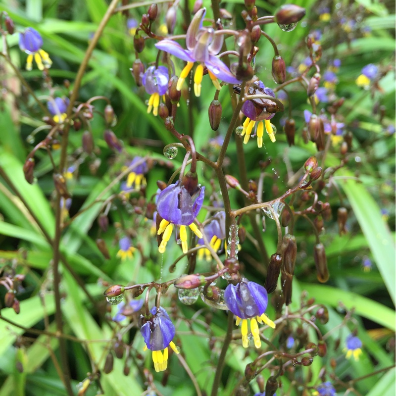 Plant image Dianella tasmanica 'Tas Red'