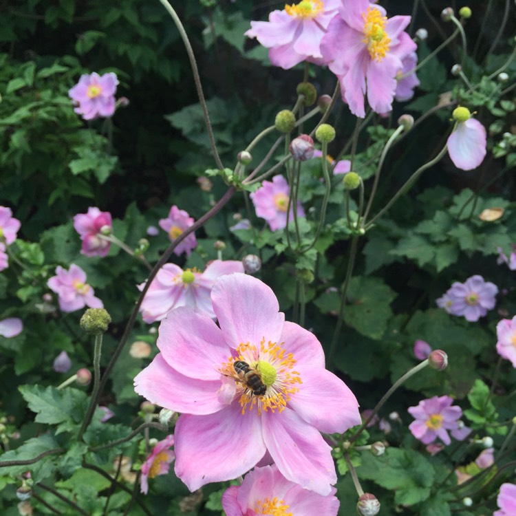 Plant image Anemone hupehensis var. japonica hybrida 'September Charm'