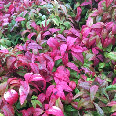 Heavenly bamboo 'Fire Power'