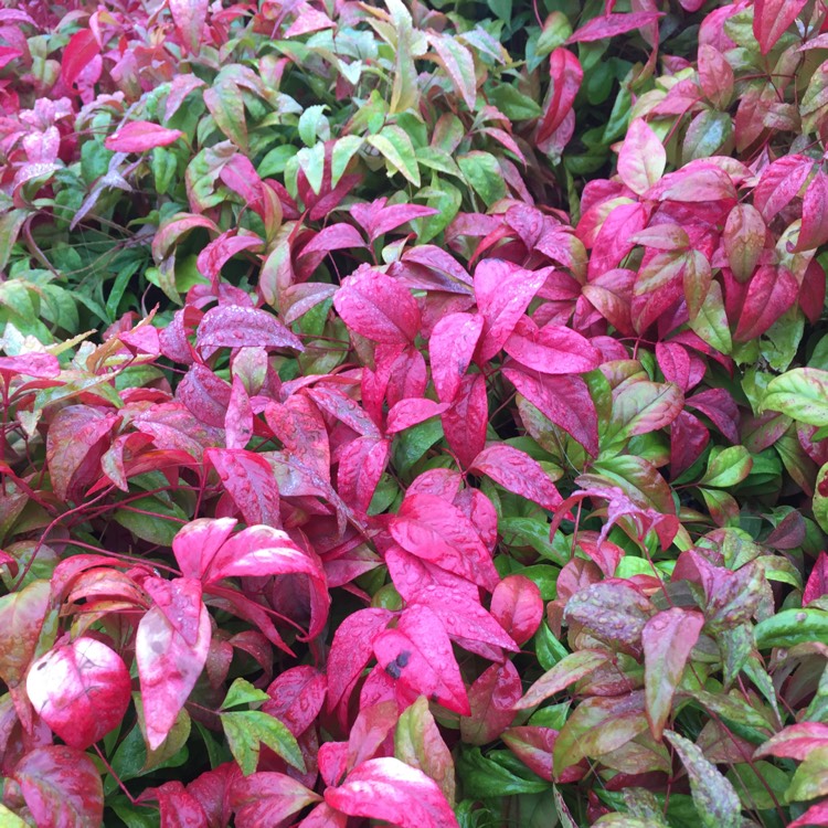 Plant image Nandina domestica 'Fire Power'