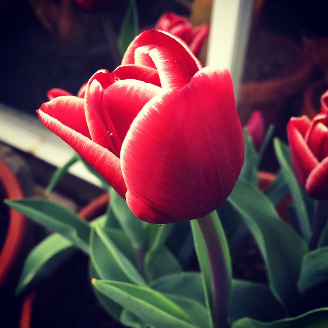 Plant image Tulipa 'Armani'