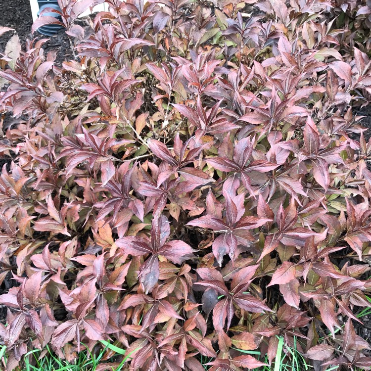 Plant image Weigela 'Bokraspiwi' syn. Weigela 'Spilled Wine'