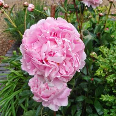 Peony