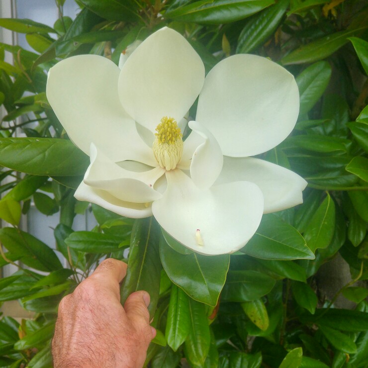 Magnolia grandiflora